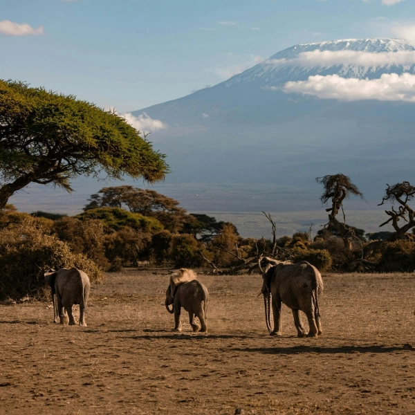 5-tägiges Safari-Abenteuer in Tansania 