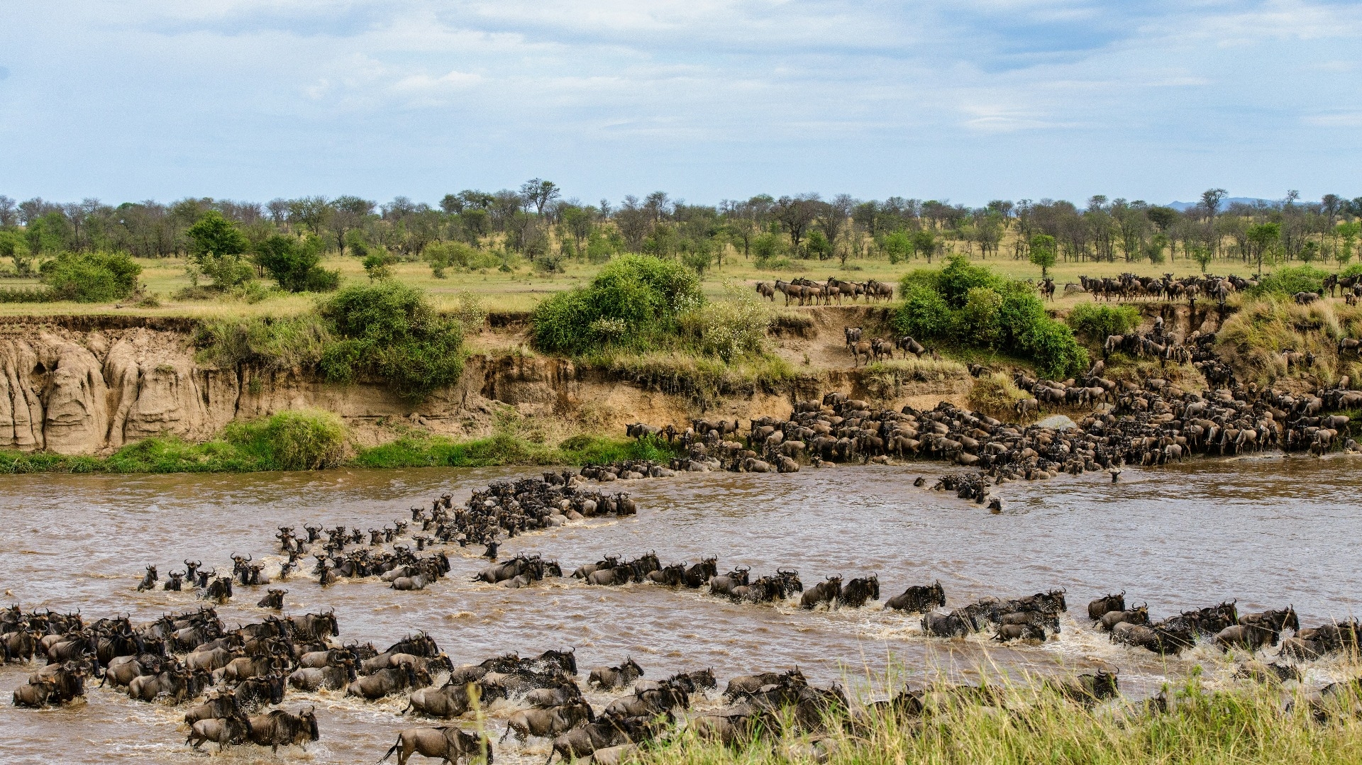 Die Große Migration in der Serengeti
