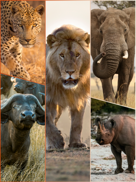 The "Big Five"