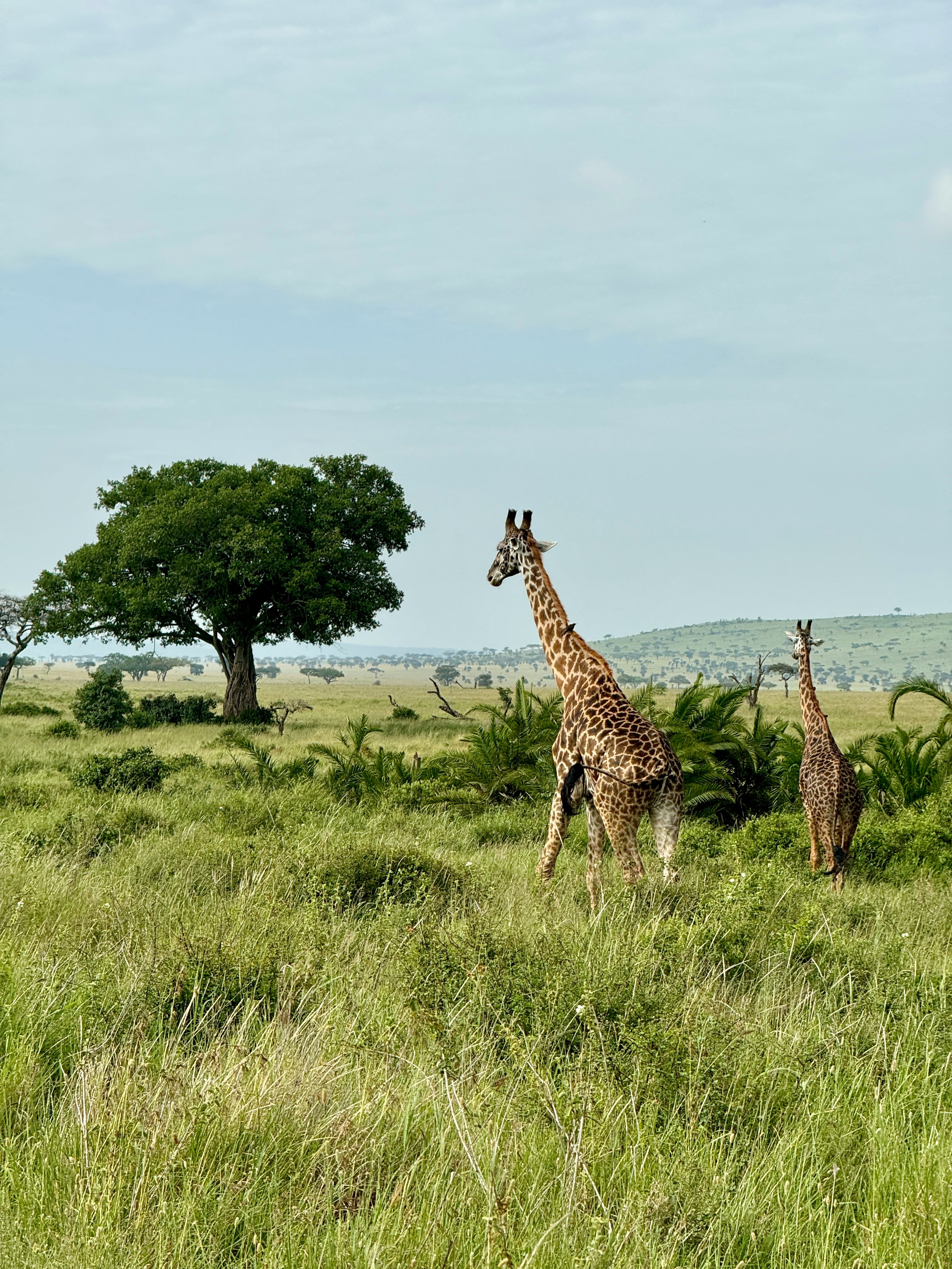 Von Kilimandscharo bis Sansibar