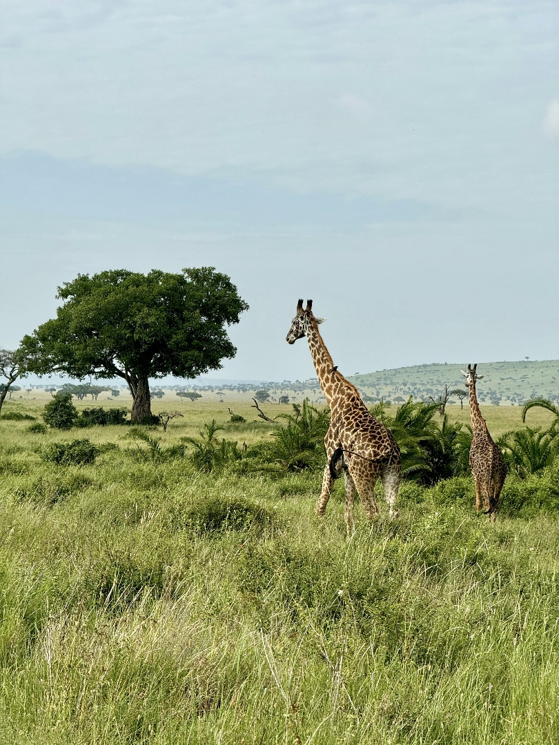  Von Kilimandscharo bis Sansibar