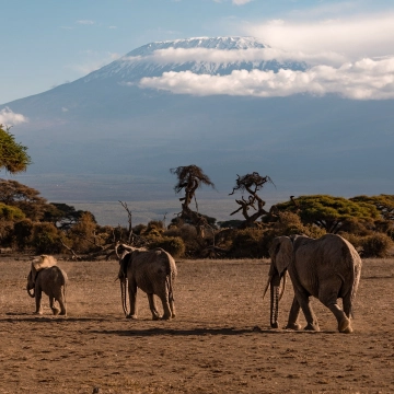 Amboseli Nationalpark 