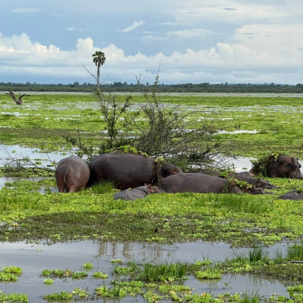 Selous Wilderness Escape