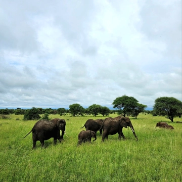 Tarangire Nationalpark 