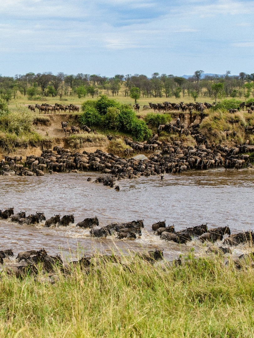 Die Große Migration in der Serengeti