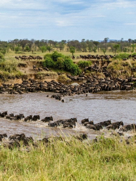 Die Große Migration in der Serengeti