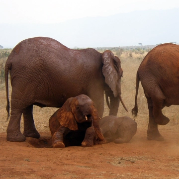 Tsavo Ost
