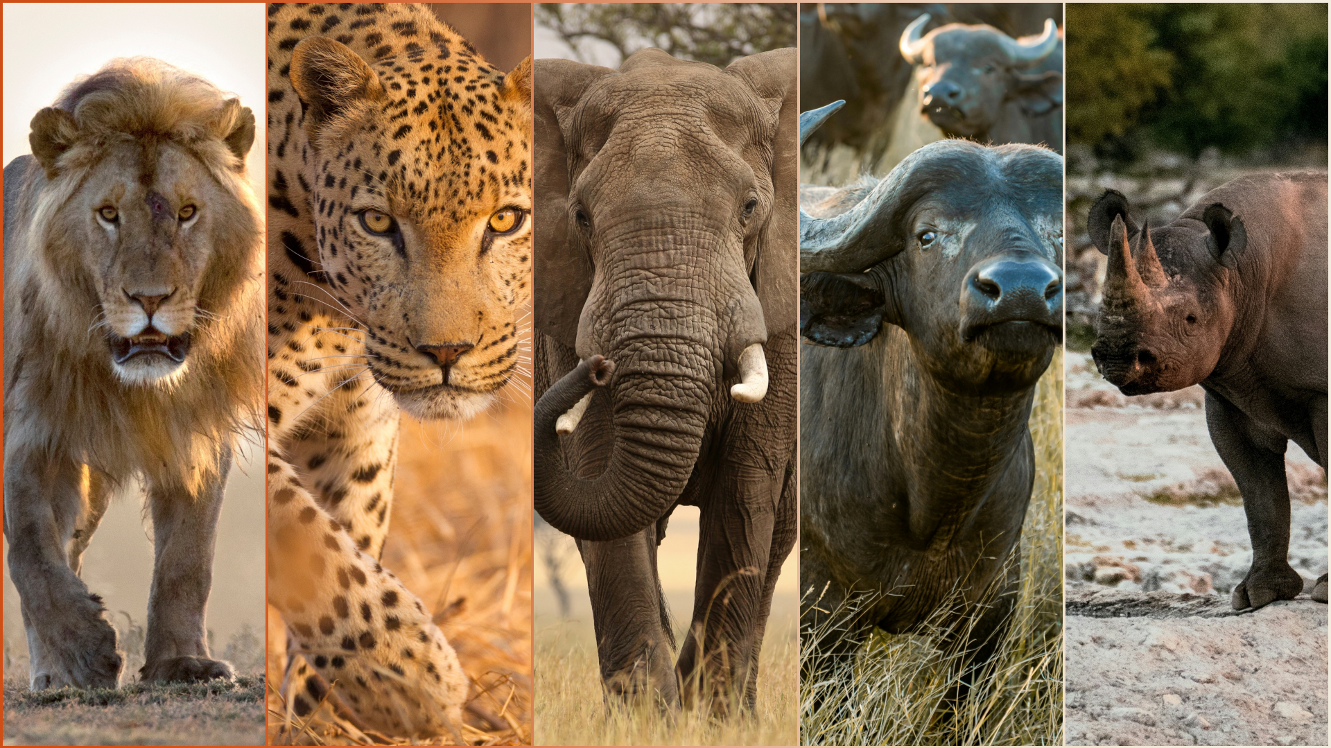 The "Big Five"