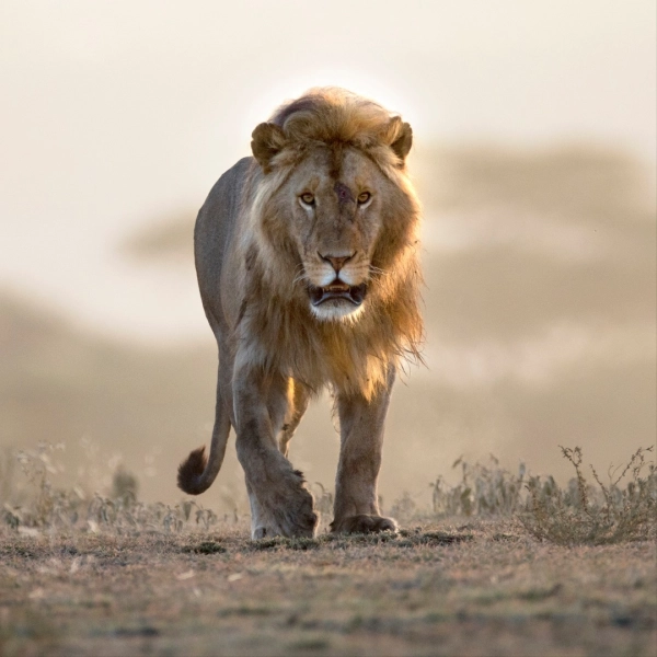 Big Five Safari Tansania