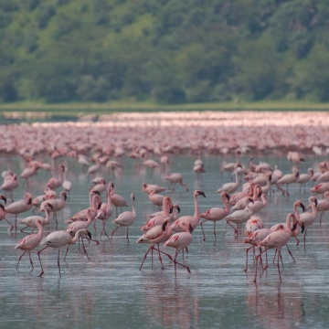 Lake Nakuru National Park