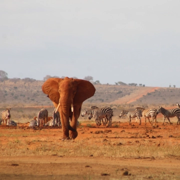 Tsavo West